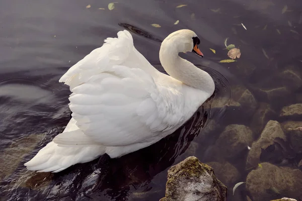 Swan Water Nationalpark — Fotografia de Stock