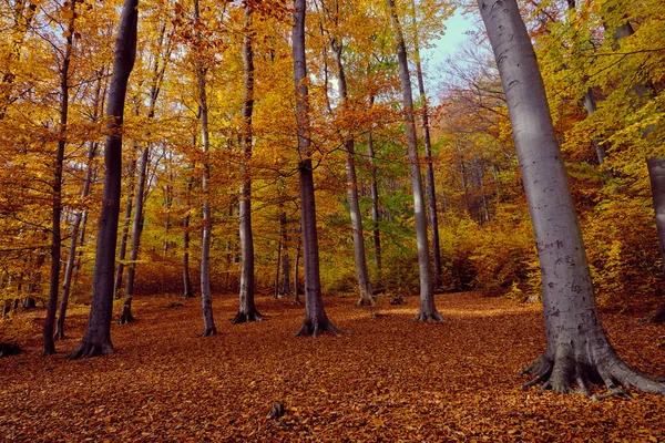 Zlatá Podzimní Lesní Krajina Velkými Pulzními Stromy — Stock fotografie