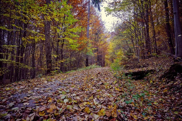 Autumn Forest Scenery Road Fall Leaves Warm Light Illumining Gold — Fotografia de Stock