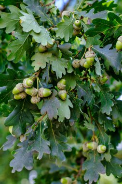 Growing brown acorns on an oak branch. Seeds, fruits, nuts of a forest tree. Autumn. Oak acorn.
