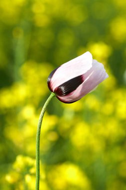 Beyaz gelincik sahaya yaklaşıyor. Yaz çiçekleri.