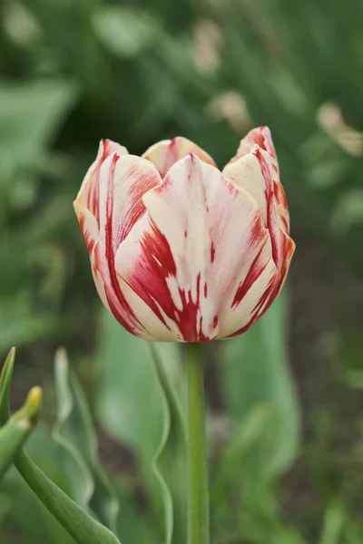 Gran Macizo Flores Con Tulipanes Cerca Flores Primavera —  Fotos de Stock