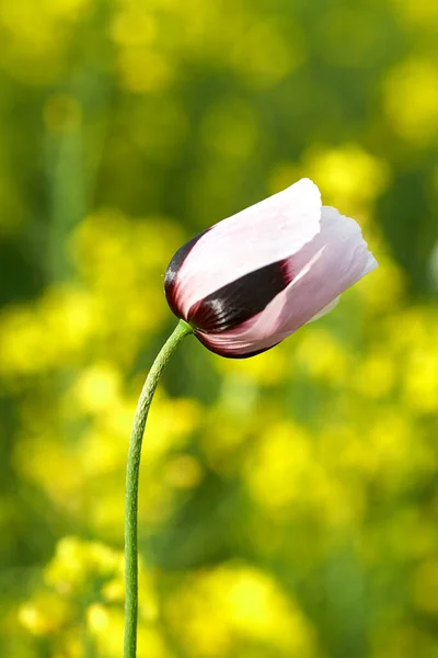 白いケシが畑で閉まります 夏の花 — ストック写真