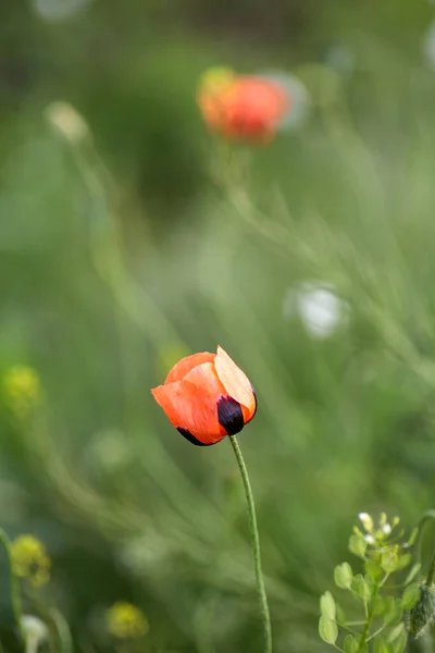 Red Field Poppies Close Summer Wildflowers — Stock Photo, Image