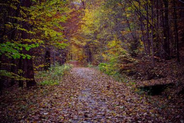 Autumn forest scenery with road of fall leaves warm light illumining the gold foliage. Footpath in scene autumn forest nature. Germany.