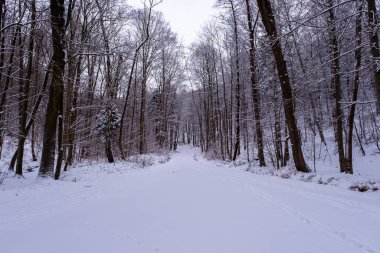Snowfall in the forest, magical snowy forest in winter.