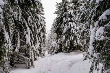 Spruce Tree Forest Covered by Snow in Winter. Picturesque view of snow-capped spruces on a frosty day. Germany.
