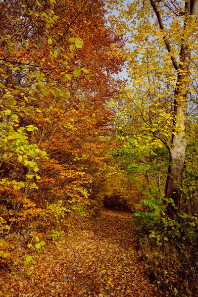 Autumn Forest Scenery Road Fall Leaves Warm Light Illumining Gold — Fotografia de Stock
