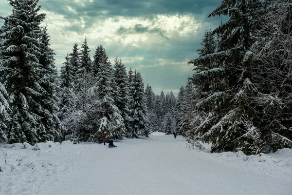 Spruce Tree Forest Covered Snow Winter Picturesque View Snow Capped — 图库照片