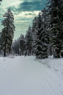 Spruce Tree Forest Covered by Snow in Winter. Picturesque view of snow-capped spruces on a frosty day. Germany.