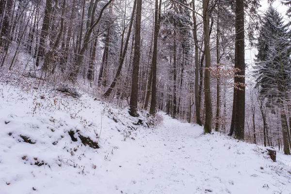 Snowfall Forest Magical Snowy Forest Winter — Photo