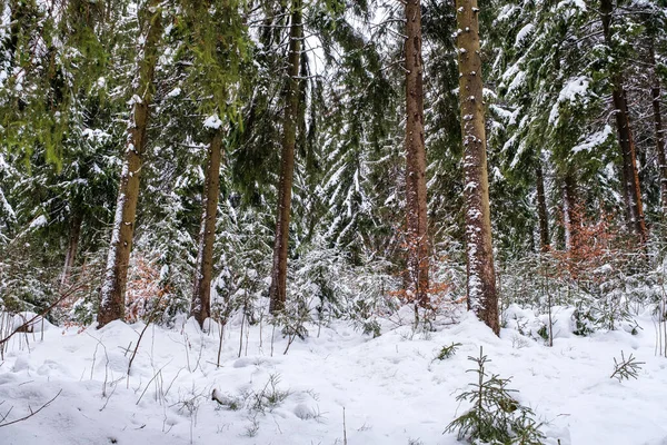 Spruce Tree Forest Covered by Snow in Winter. Picturesque view of snow-capped spruces on a frosty day. Germany.