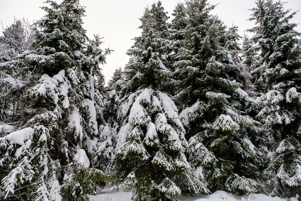 Spruce Tree Forest Covered Snow Winter Picturesque View Snow Capped — Foto Stock