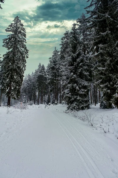 Spruce Tree Forest Covered by Snow in Winter. Picturesque view of snow-capped spruces on a frosty day. Germany.