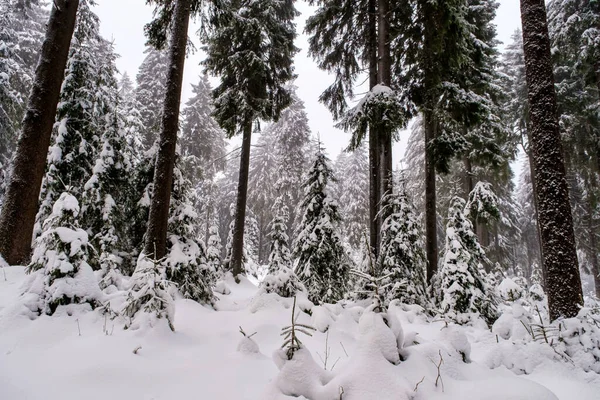 Spruce Tree Forest Covered by Snow in Winter. Picturesque view of snow-capped spruces on a frosty day. Germany.