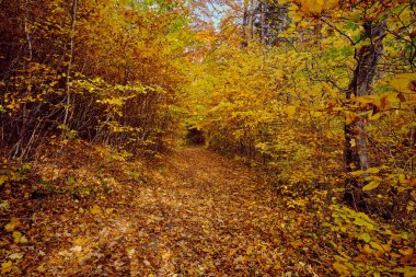 Autumn forest scenery with road of fall leaves warm light illumining the gold foliage. Footpath in scene autumn forest nature. Germany.