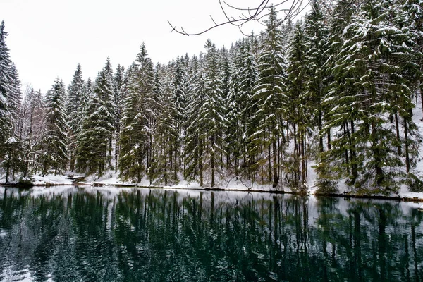 Lake Winter Forest Pine Forest Background Germany — Foto de Stock