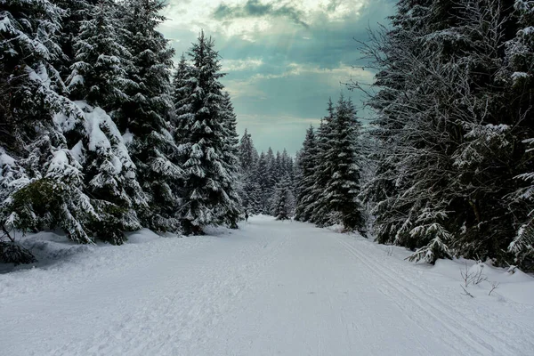 Spruce Tree Forest Covered Snow Winter Picturesque View Snow Capped — 图库照片