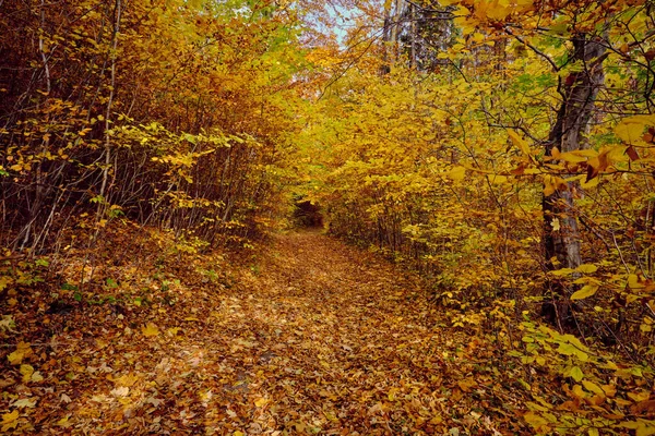 Autumn Forest Scenery Road Fall Leaves Warm Light Illumining Gold — Foto Stock