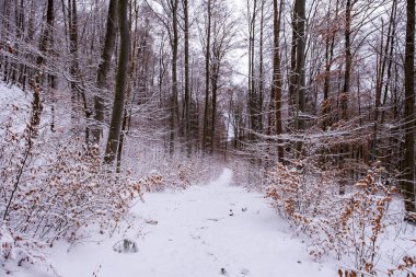 Snowfall in the forest, magical snowy forest in winter.