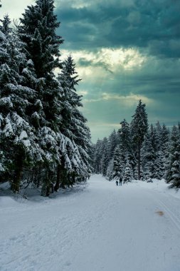 Spruce Tree Forest Covered by Snow in Winter. Picturesque view of snow-capped spruces on a frosty day. Germany.
