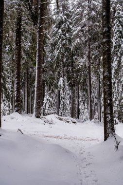 Spruce Tree Forest Covered by Snow in Winter. Picturesque view of snow-capped spruces on a frosty day. Germany.