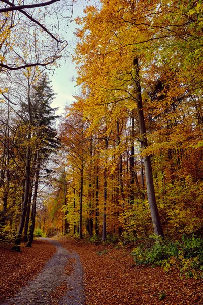 Autumn Forest Scenery Road Fall Leaves Warm Light Illumining Gold — Fotografie, imagine de stoc