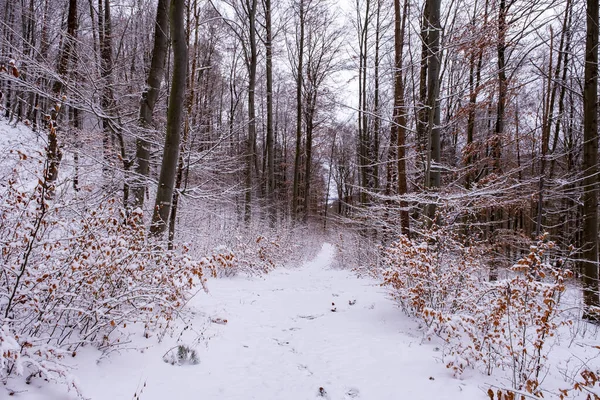Snowfall Forest Magical Snowy Forest Winter — Fotografia de Stock