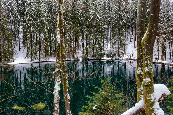 Lake Winter Forest Pine Forest Background Germany — Foto de Stock