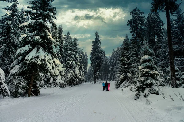 Spruce Tree Forest Covered Snow Winter Picturesque View Snow Capped — 图库照片