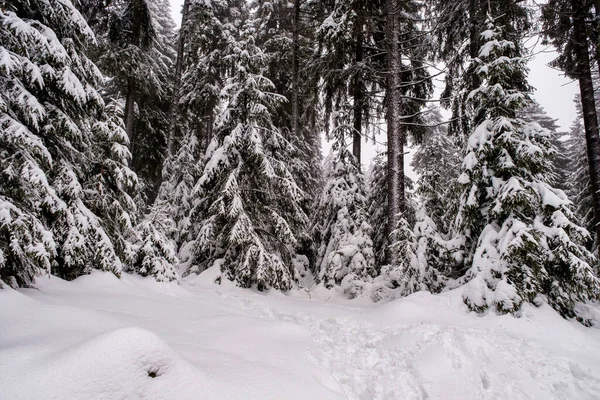 Spruce Tree Forest Covered by Snow in Winter. Picturesque view of snow-capped spruces on a frosty day. Germany.