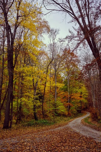 Autumn Forest Scenery Road Fall Leaves Warm Light Illumining Gold — Stock Photo, Image