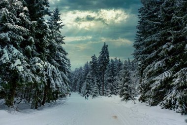 Spruce Tree Forest Covered by Snow in Winter. Picturesque view of snow-capped spruces on a frosty day. Germany.