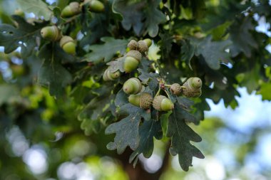 Growing brown acorns on an oak branch. Seeds, fruits, nuts of a forest tree. Autumn. Oak acorn.