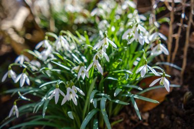 Yakın plan taze kar damlaları ya da yaygın kar damlaları Galanthus nivalis