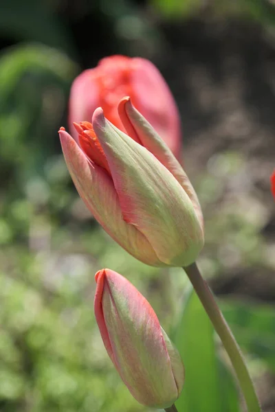 Kasur Bunga Besar Dengan Tulip Menutup Bunga Musim Semi — Stok Foto