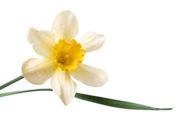 Daffodil clipart