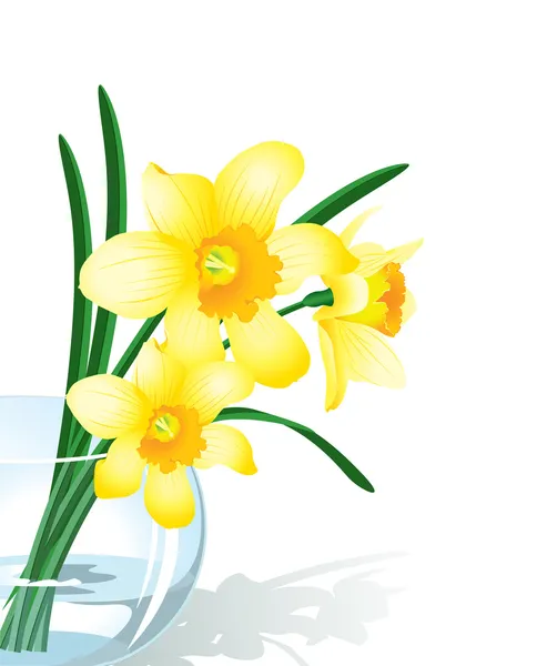 Narcissus Royalty Free Stock Vectors