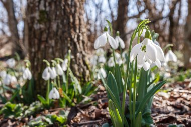 Snowdrops in the forest clipart