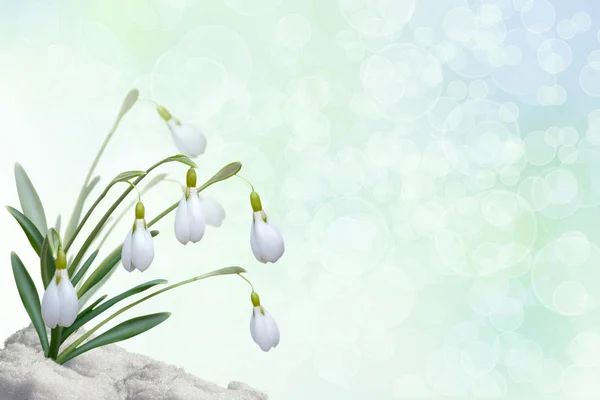 Background with snowdrops — Stock Photo, Image