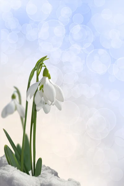 Cartão snowdrops — Fotografia de Stock