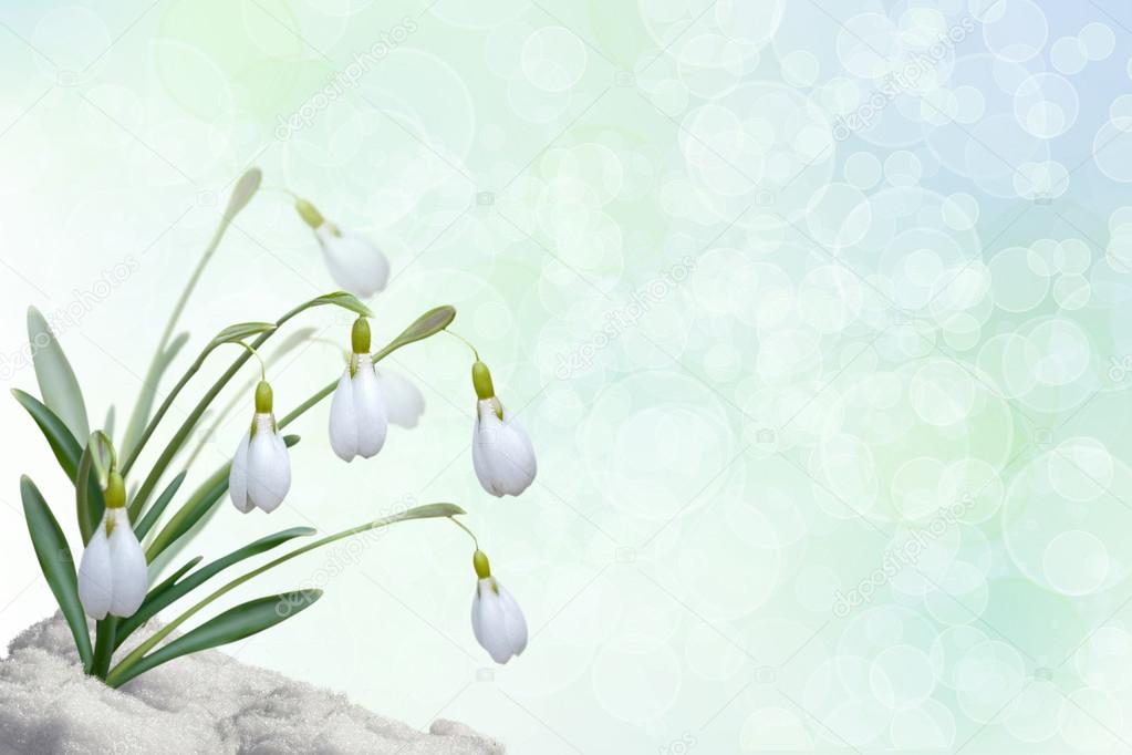 Background with snowdrops