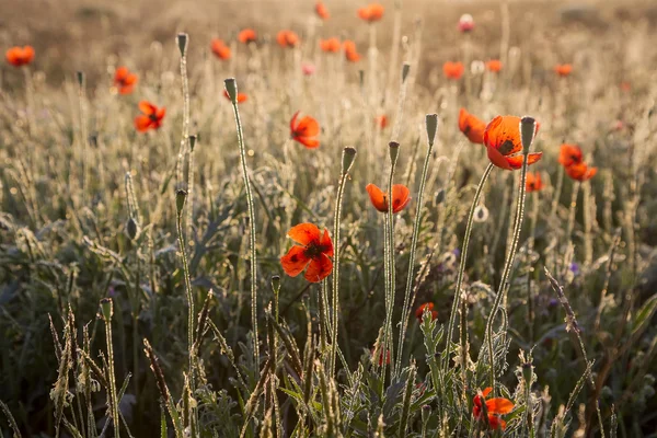Poppies in the dew — Stock Photo, Image