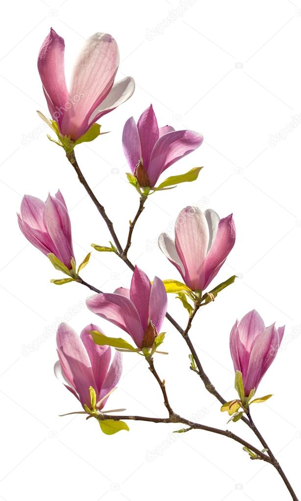Flowering branch of magnolia