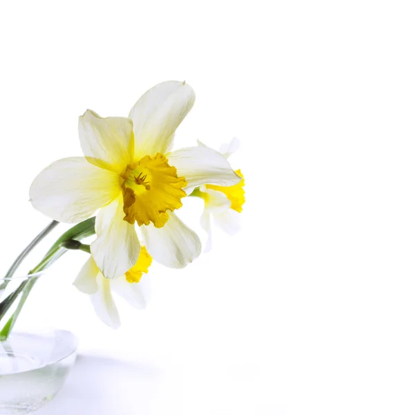 Нарцисс в стеклянной вазе — стоковое фото