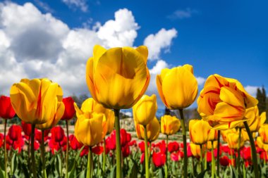 Field of tulips clipart