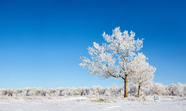 Μοναχικά δέντρα καλυμμένα με χιόνι — Φωτογραφία Αρχείου