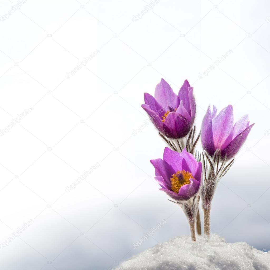 Spring anemone flowers