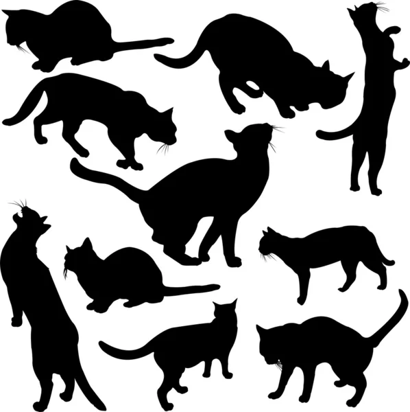 Cats silhouette — Stock Vector