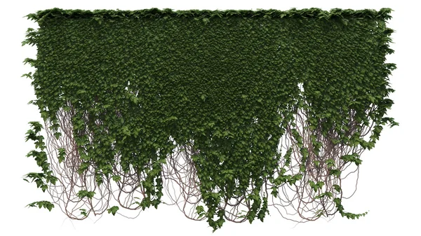 Growing ivy — Stock Photo, Image